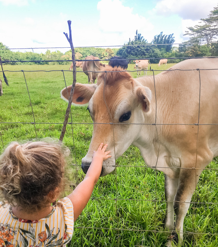 Young girl petting a cow