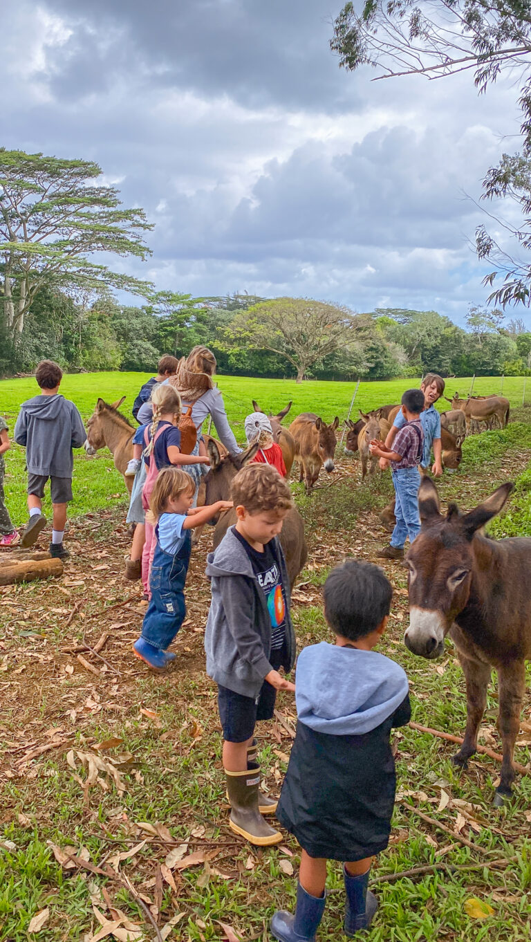 Kids feeding donkeys