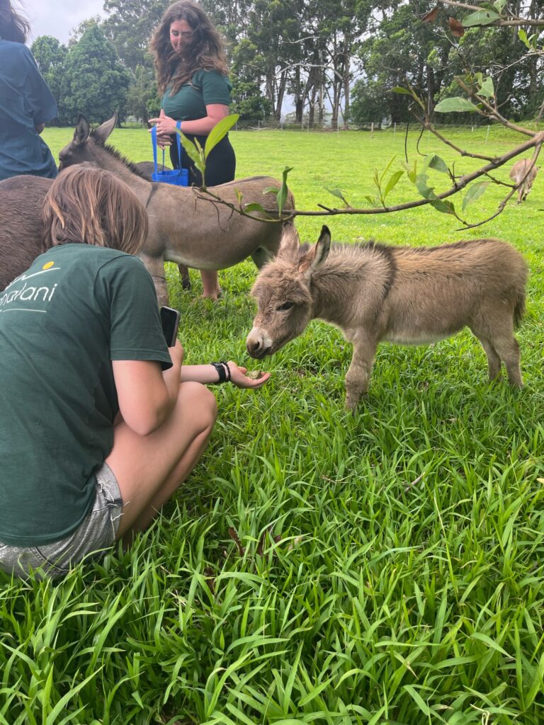 Intern feeding baby donkey