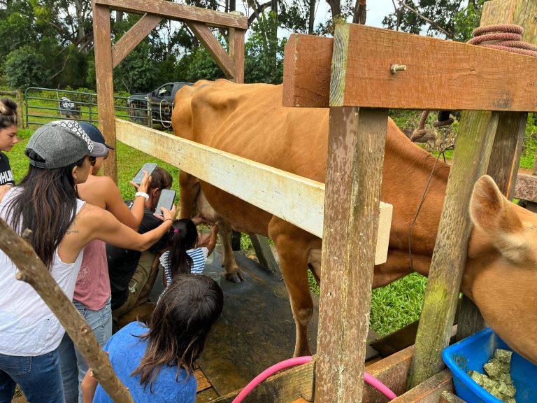 Kids milking cow